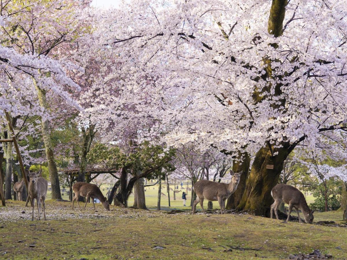 Nikko 5*